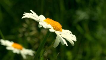 mooi madeliefjes zijn gedrenkt Aan zonnig zomer dag. creatief. detailopname van mooi helder madeliefjes in licht zomer regen met zonnig dag. flora en macro wereld van zomer weide video