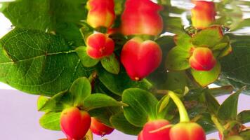 specchio riflessione di fiori sotto acqua. azione filmato. bellissimo mazzo di fiori è immersa nel chiaro acqua. subacqueo Visualizza di fiori e riflessione di acqua superficie video