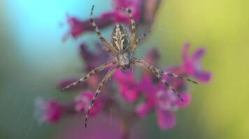 un insecte dans le pluie. Créatif . un intéressant Couleur araignée séance sur une la toile avec l'eau gouttelettes et derrière il est il pleut chute sur il, fleurs et toiles d'araignées. video