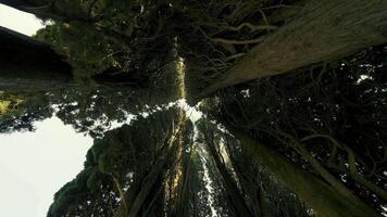 parte inferiore Visualizza di cime di alto buio alberi. azione. alto alberi salire piace parete blocco luce del sole. buio mistico foresta con alto muschioso alberi video