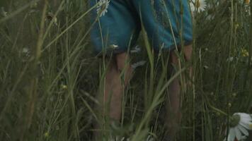 poco contento ragazzo corre attraverso il campo nel il parco. creativo. un' giovane bambino su estate naturale sfondo in esecuzione tra lungo erba. video