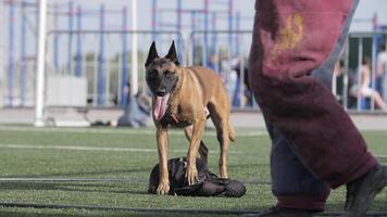 perro pastor guardando un maletín con lengua extendido, practicando equipos video