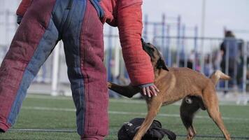 Belgian shepherd dog attacks and bites trainer's hand, attack training video