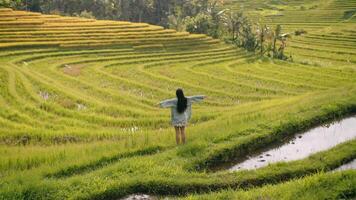 flicka höjer henne händer i de mitten av en ris fält, asiatisk natur video