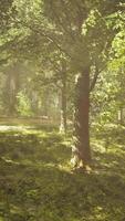 The sun shines through the trees in the forest video