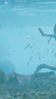 un sous-marin vue de une corail récif avec poisson video