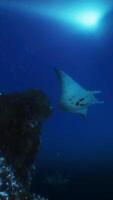 A manta ray swims through the blue water video