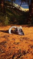 Remains of a Ram Skull Resting in the Desert Amongst Palm Trees video