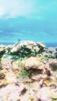 An underwater view of a colorful coral reef video