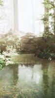 A pond surrounded by trees in a forest video