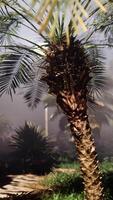 un palma árbol en el medio de un selva video