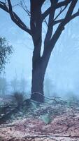 mistig Woud gevulde met bomen in de Australisch struik video