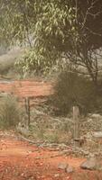 en fascinerande smuts väg ledande genom de mystisk australier buske video