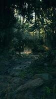sporco sentiero taglio attraverso denso foresta video