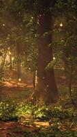 un bosque lleno con un montón de arboles cubierto en luces video