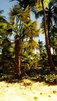 A sandy beach with palm trees and the ocean in the background video