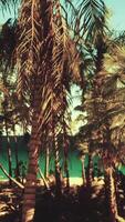 A beach with palm trees and the ocean in the background video