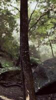 Sunlight Filters Through Trees in Tropical Forest video