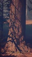 degno di nota sequoia albero in piedi alto nel il foresta video