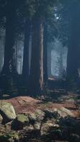 Sequoia Forest With Abundant Trees and Rocks video