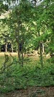 A wooded area with trees and a body of water video