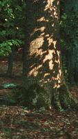ein Baum im das Mitte von ein bewaldet Bereich video