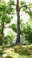 uma sereno floresta panorama com imponente árvores e coberto de musgo pedras video