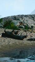 A log on the sandy shore by the water video