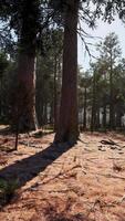 solljus filtrering genom träd i en lugn skog video