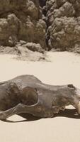 A large animal skull laying on top of a sandy beach video