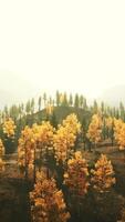 An aerial view of a forest with yellow trees video