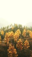 a aéreo Visão do uma floresta com amarelo árvores video