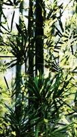 A bamboo tree with lots of green leaves video
