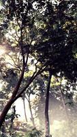 The sun shines through the trees in the forest video