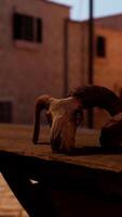 A stuffed animal sitting on top of a wooden table video