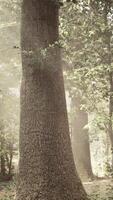 une grand arbre dans le milieu de une forêt video