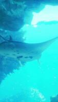 A large fish swims through the water video