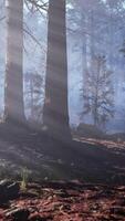 une forêt rempli avec beaucoup de des arbres couvert dans brouillard video
