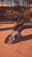 An animal skull laying on the ground with palm trees in the background video