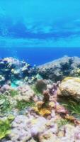 An underwater view of a colorful coral reef video