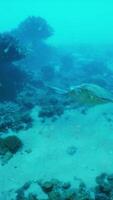 un Tortuga es nadando en el Oceano agua video