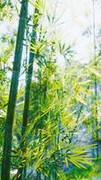 un pintura de bambú arboles en un bosque video
