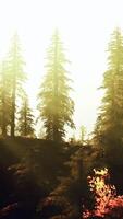 The sun shines through the trees in the forest video