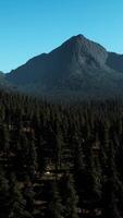 un aérien vue de une forêt avec montagnes dans le Contexte video