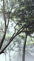 The sun shines through the trees in the forest video