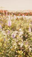 een kleurrijk veld- van levendig bloemen in vol bloeien video