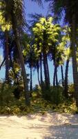 un' tropicale Paradiso spiaggia con palma alberi e chiaro blu cieli video