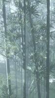 A dense bamboo forest with towering bamboo trees video