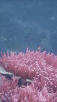 A pink sea anemone in the water video