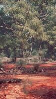 A scenic view of a tree-filled field video